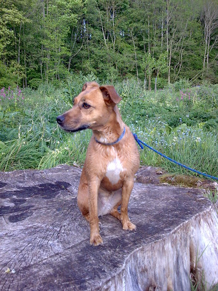 Dog PTS tonight - I am devastated