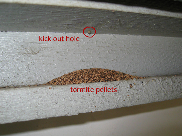 Strange noise from under floorboards