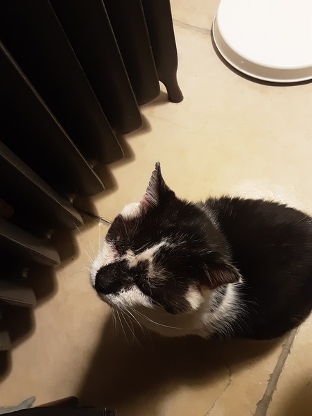 My cats are bone idle