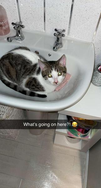 my cat is weirder than your cat...