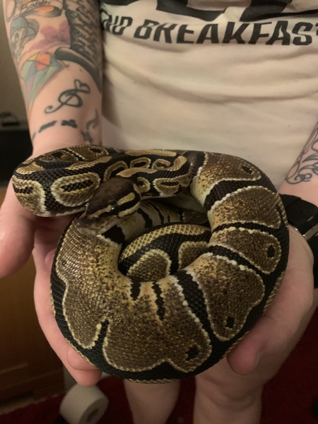 Royal Python has escaped!