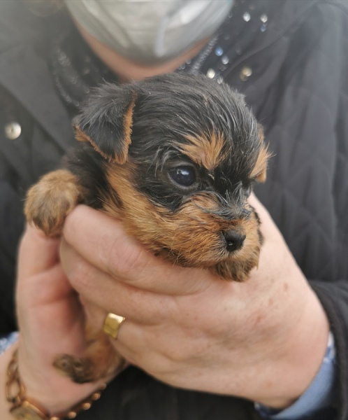 To drive a 2 hour drive to collect a new puppy?