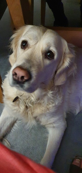 Have a knotty golden retriever 🤦‍♀️