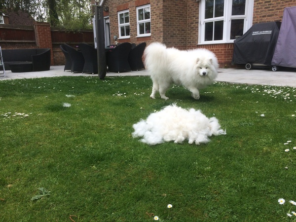 Dyson V11 owners, please talk to me