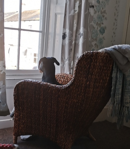 Chair for dog