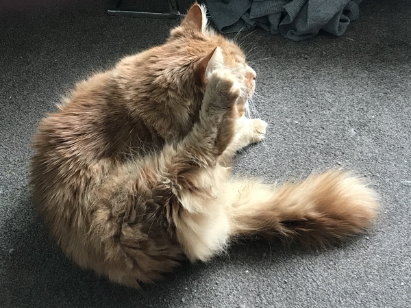 Cat chat thread we've lost count