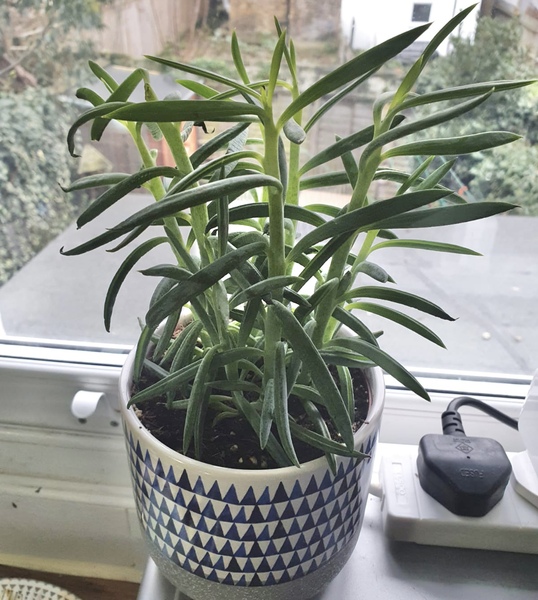 ID of houseplant needed please