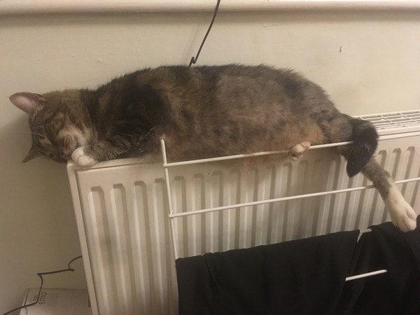 Cat chat thread we've lost count