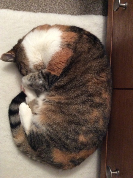 Is anyone else’s cat as neglected as mine?