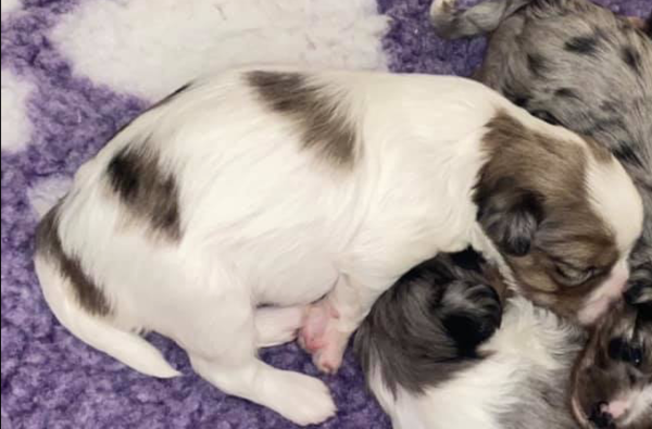 New Puppy - help me compile a list of must-have things!