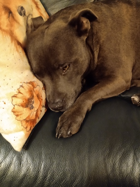 Dogs on the Sofa