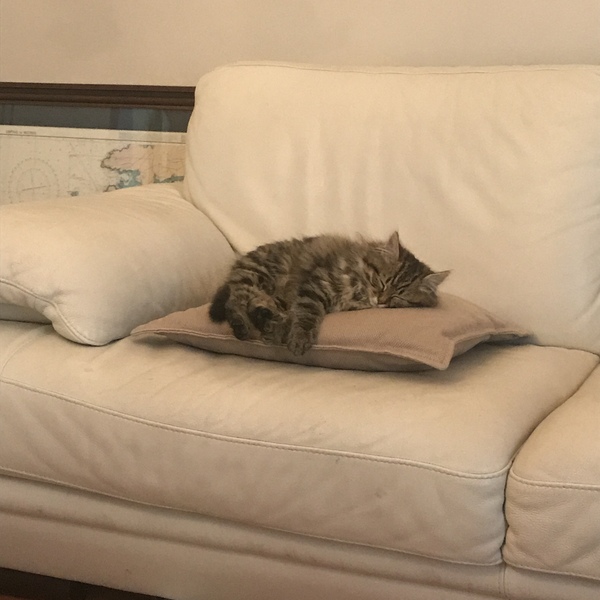 First time kitten mum