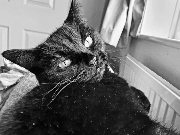 Cat chat thread we've lost count