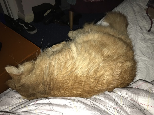 Cat chat thread we've lost count