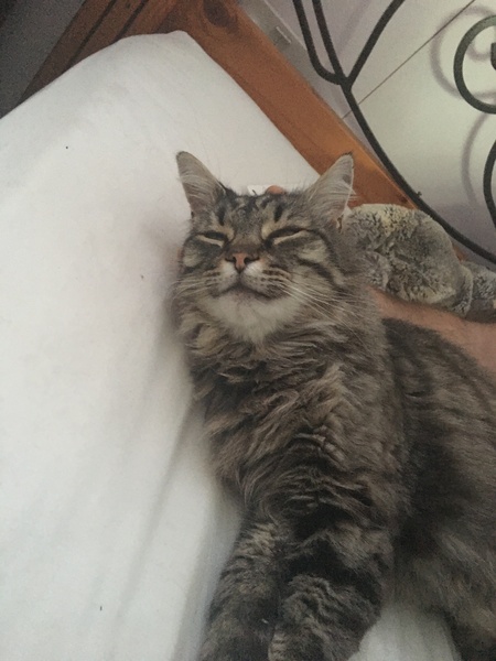 Gratuitous cat pictures please