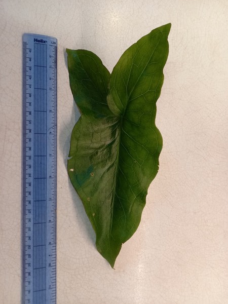 plant id anyone please?