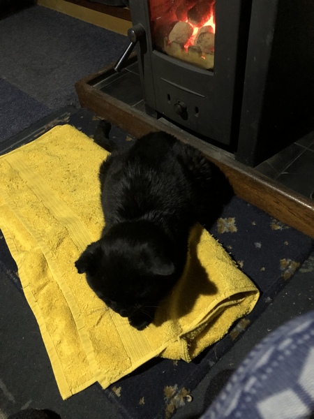 Feral in from the cold.