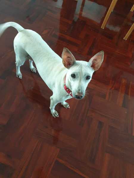 Worried - dog snapped at my child