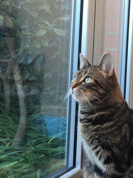 Gratuitous cat pictures please