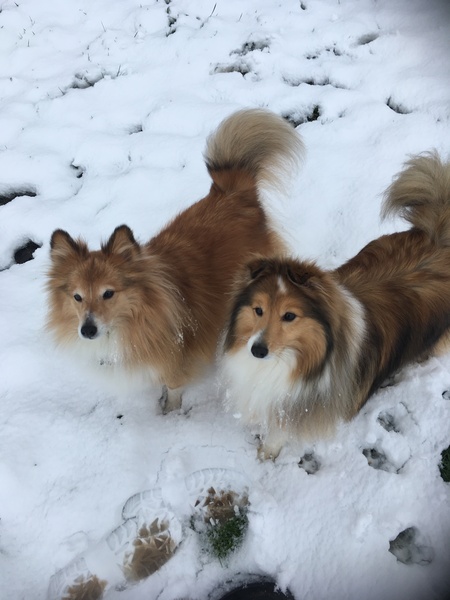 Does anyone own rare native breed dog?