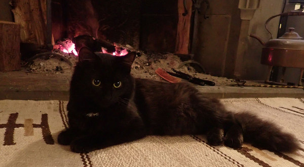 My cats are bone idle