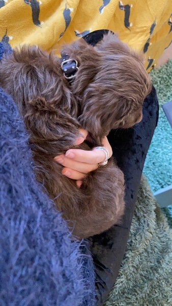 Puppy Survival Thread - January - February