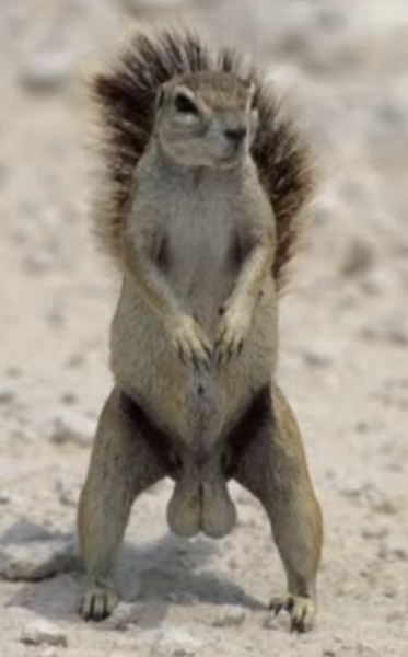 Bloody squirrels
