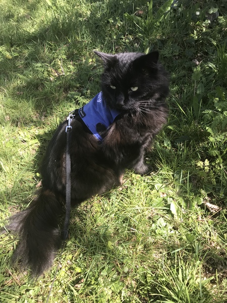 Cat harness