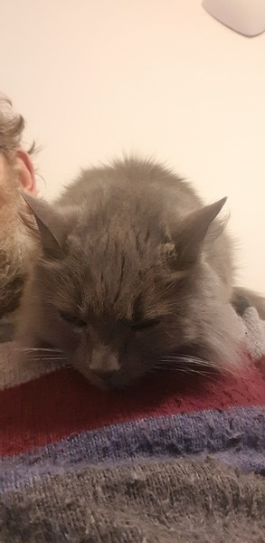 My cats are bone idle