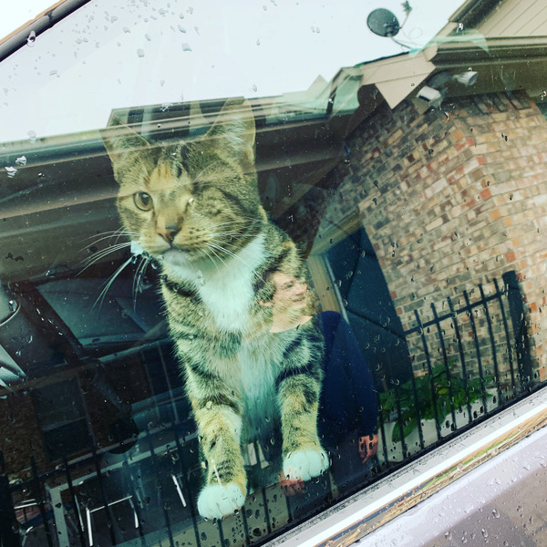 Gratuitous cat pictures please