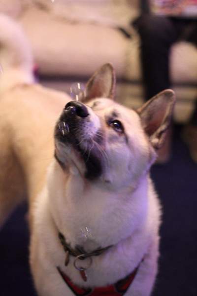 Getting stressed at work. Please send pictures of your dogs and kitties to cheer me up!