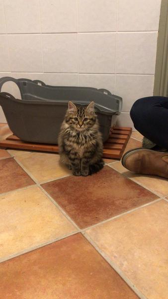 First time kitten mum