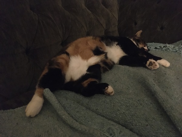 ‘Stray cat’ advice