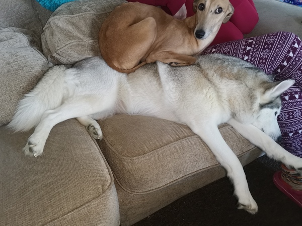 Dogs on the Sofa