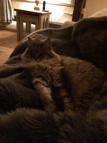 Cat chat thread we've lost count