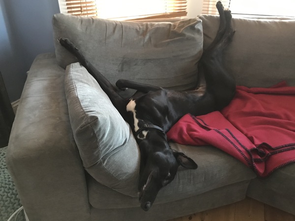 Dogs on the Sofa
