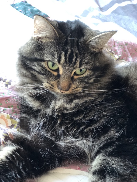 Cat chat thread we've lost count