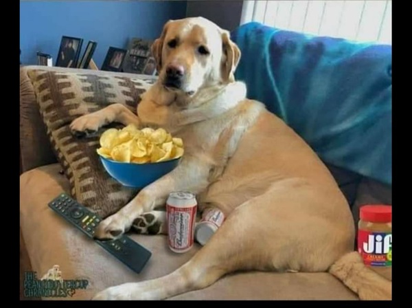 Dogs on the Sofa
