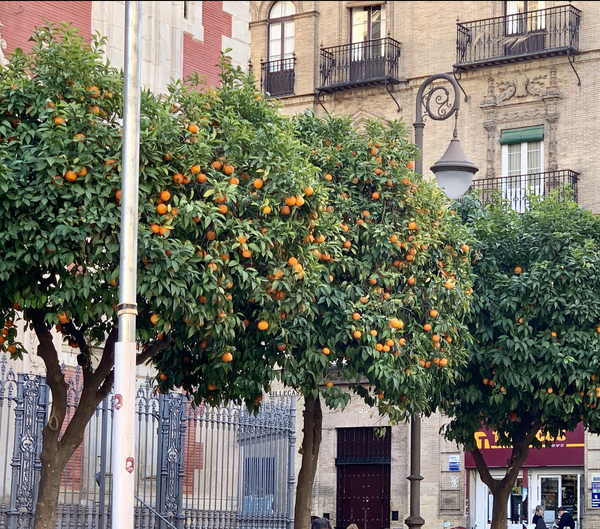 Seville oranges