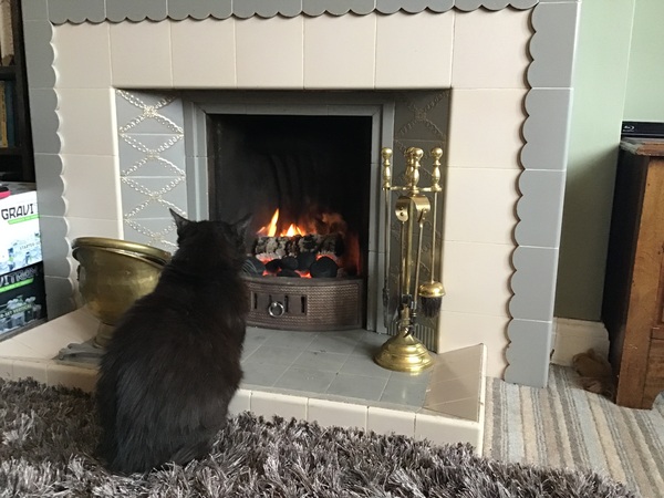 My cats are bone idle
