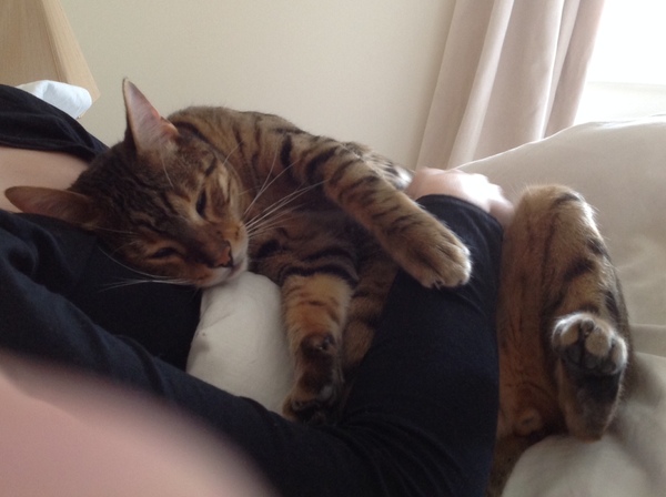 What can I buy a baby Bengal?
