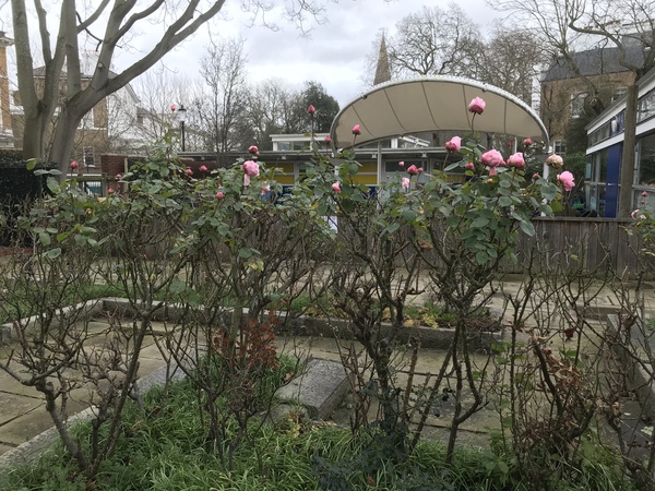 Any rose pruning experts out there?