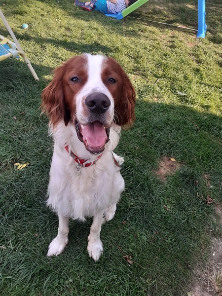 Does anyone own rare native breed dog?