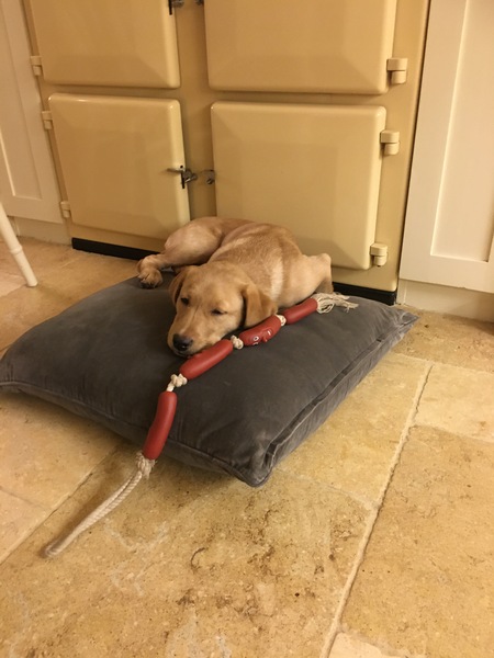 Does anyone own rare native breed dog?