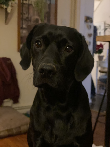 Labradors and their fascination with food