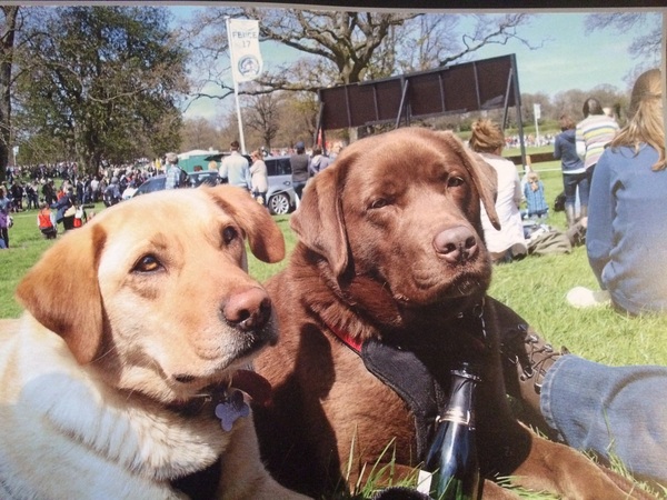Labradors and their fascination with food