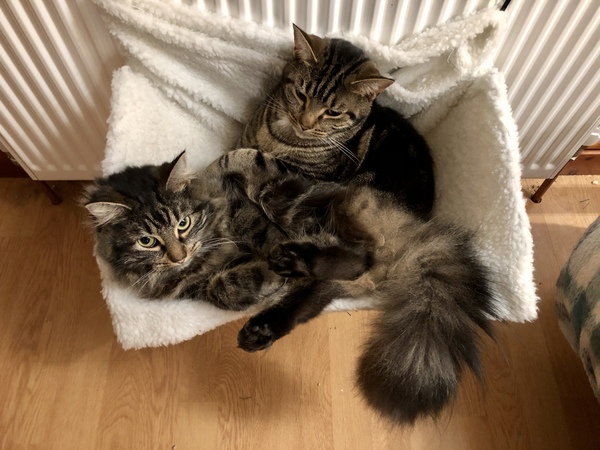 Cat chat thread we've lost count