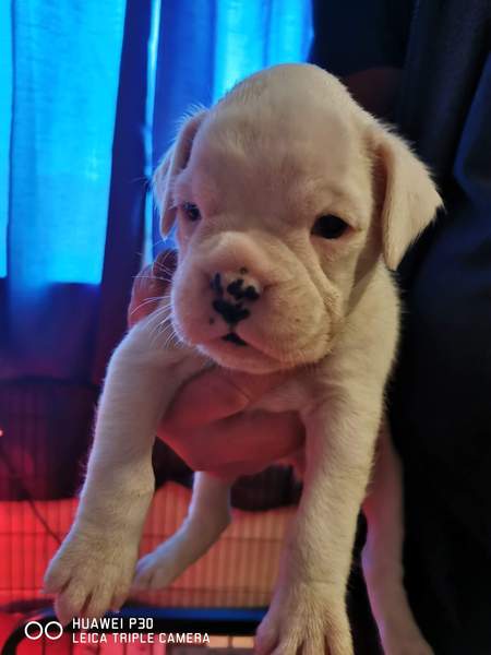 New puppy- name? (with pic)