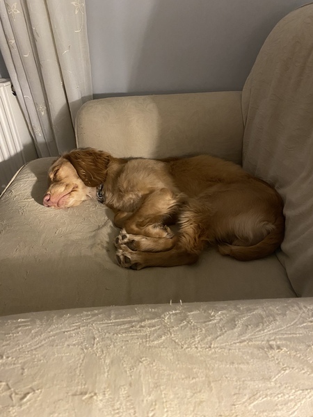 Dogs on the Sofa