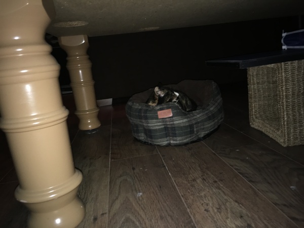‘Stray cat’ advice